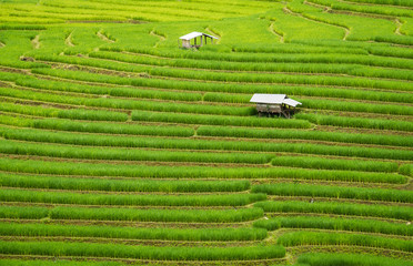 A Cottage on Rice Terrace Hill, Pa Bong Piang, Chiang Mai, Thailand