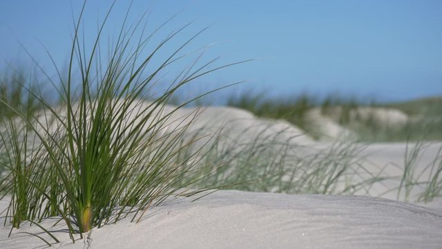 Sunny sand dunes #13 with brilliant blue sky, close-shot, featuring Pingao sand grass (ficinia spiralis) background out of focus, Mangawhai Heads, New Zealand