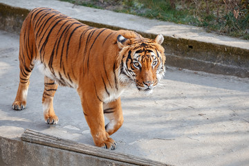 tiger walking through the aviary