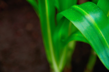 Concept growth and freshness. Long extended green plant leaves bright green on dark background close-up. Selective focus. For cover magazine.