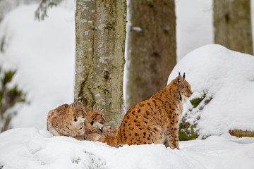 Luchs (Lynx lynx), Mutter mit zwei Jungtieren, im Winter im Tier-Freigelände im Nationalpark Bayrischer Wald, Deutschland.