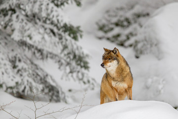 Wolf (Canis lupus) im Winter im Tier-Freigelände im Nationalpark Bayrischer Wald, Deutschland.