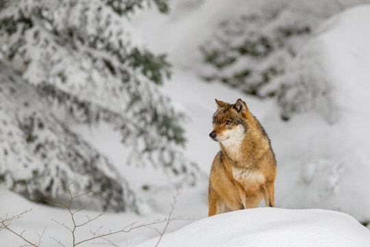 Fototapeta Wolf (Canis lupus) im Winter im Tier-Freigelände im Nationalpark Bayrischer Wald, Deutschland.
