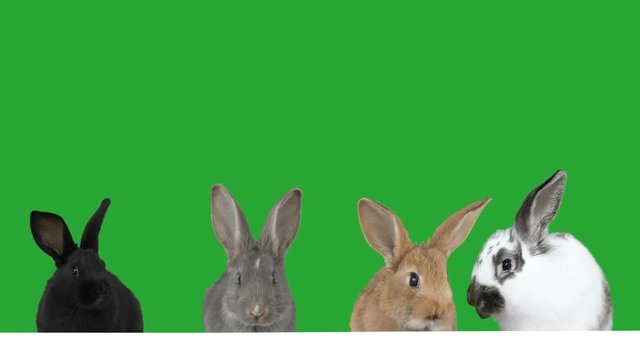 rabbits peeking out on a green screen