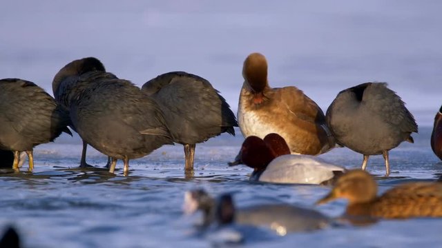 Red-crested pochard (Netta rufina) at frozen lake