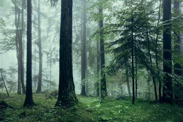 Dark green colored foggy forest landscape