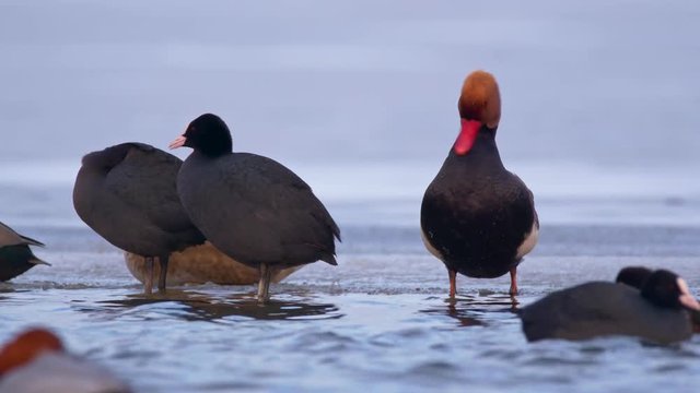 Red-crested pochard (Netta rufina) at frozen lake
