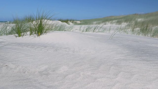 Sunny sand dunes #12 with brilliant blue sky, wide-shot, in-focus foreground, sand grass (ficinia spiralis) background out of focus, Mangawhai Heads, New Zealand