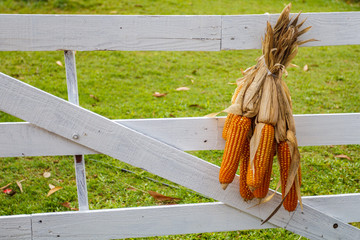 Corn dry hanging  at the white fence.