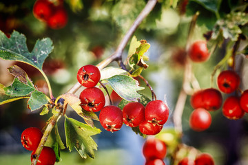 Ripe red fruit of hawthorn