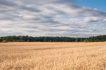 Rolgordijnen Field with golden ears in the countryside © ottochka