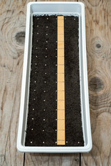 White pot with precisely planted seeds for pepper seedlings