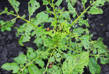 an unpleasant slippery red insects pests are the larvae of the Colorado potato beetle was obladali green shoots growing in the garden