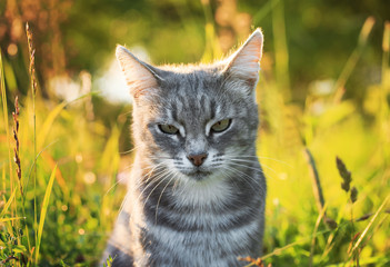 Fototapeta premium portrait of a cute striped cat in a Sunny bright green summer meadow