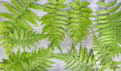 Fern leaves on wooden background. Fern plants are not flowering and reproduction by spores released from the undersides of the fronds.