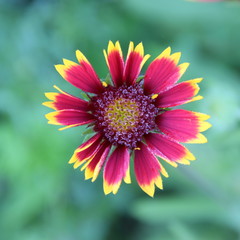 Gaillardia flower