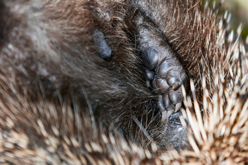 European Hedgehog curled into a ball, hedgehog peeps out of the coil