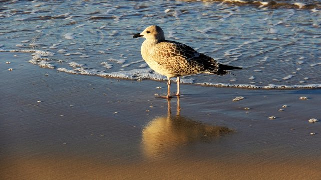 Freedom of life one sea bird  relax and forage on sandy beach