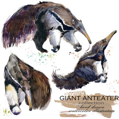 Giant anteater hand drawn watercolor illustration set