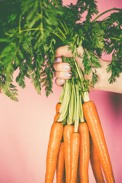 Bunch of fresh carrots in the hand