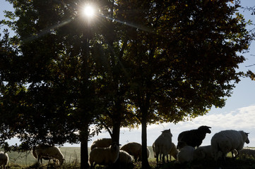 Naklejka premium schapen onder een boom