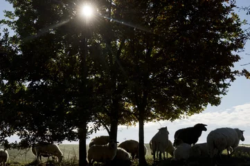 Foto auf Leinwand Schafe unter einem Baum © twanwiermans
