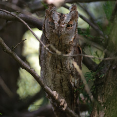 Fototapeta premium Scops owl masked in the branches of a tree. (Otus scops)