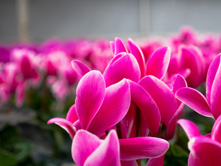 Beautiful Pink Flowers