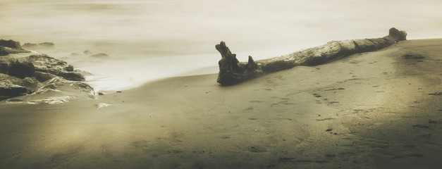 Obraz na płótnie Canvas seashore trunk rocks