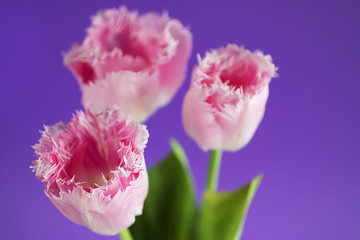 Pink fresh tulips on violet background.
