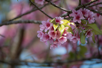 Tiger flowers winter Thailand