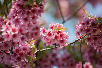 Tiger flowers winter Thailand