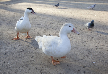 ducks walking freely in the park