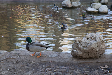 ducks walking freely in the park