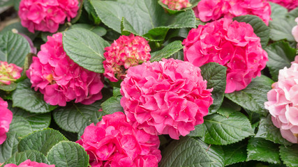 Pink hydrangea flower in a garden.