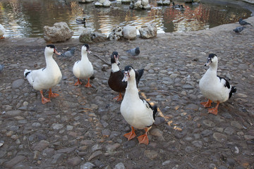 ducks walking freely in the park