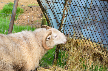 Ram eats grass on the farm
