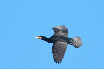 Cormorant Phalacrocorac carbo  in flight on clear blue sky. Photographed with telephoto lens 300mm.