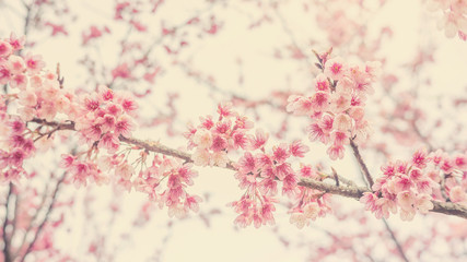 Pink cherry blossom (sakura) in a garden, soft pastel style.
