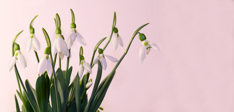 Snowdrop