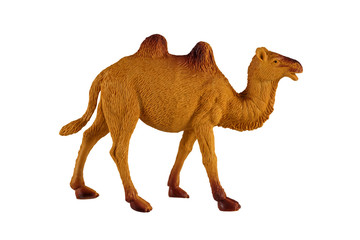 Home Bactrian camel