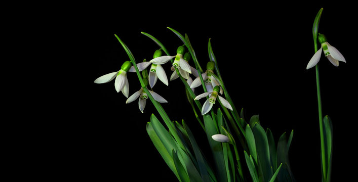 Snowdrop on black background