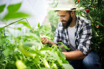 Young man harvesting tomatoes in greenhouse.