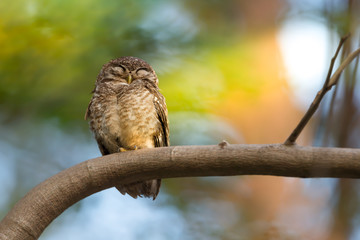 Spotted owlet ,low angle view. Mature spotted owlet bird with fluffy feathers perching on pine tree closing eyes natural blurred background.