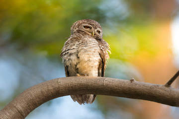Spotted owlet ,low angle view. Mature spotted owlet bird with fluffy feathers perching on pine tree keeping eyes on photographer natural blurred background.