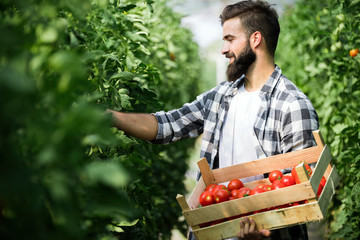 Male farmer picking fresh tomatoes from his hothouse garden