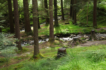 Small stream in a forest in Glendalough mountains