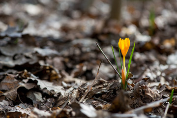 Sprouting crocus in spring garden