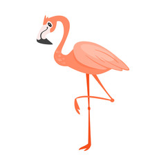 zoo animal - flamingo