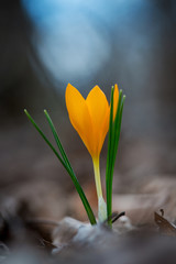 Obraz premium Sprouting crocus in spring garden